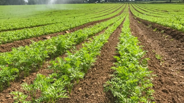 Irish unpaid farm work figures among highest in EU