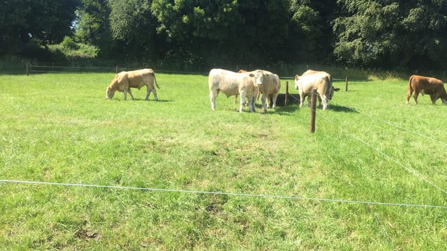 Getting the basics right when it comes to grazing infrastructure
