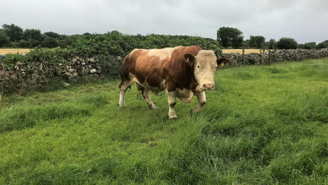 Beef focus: 'You can read all the books you want, but it takes experience to farm'