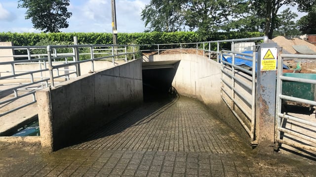 Buildings focus: Cow flow to the fore with footbath and underpass in Co. Westmeath