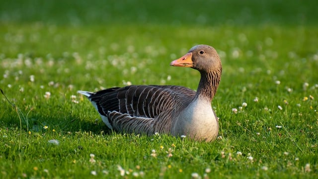Second bird flu case confirmed in Northern Ireland