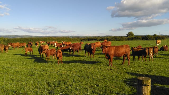 Suckler farm walk set to showcase Stabiliser breed