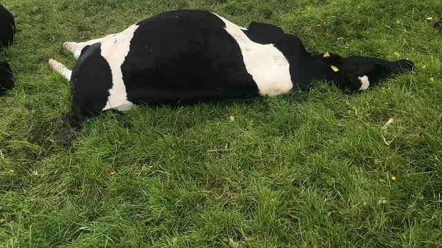 Close call for farmer as 3 cattle die from fallen power-line