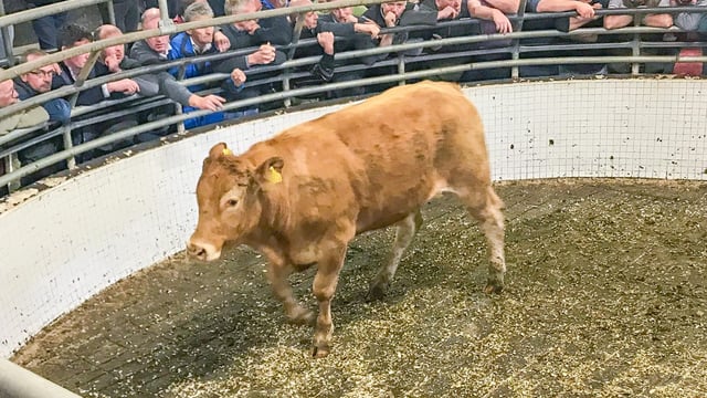 Pics and prices: Sharp trade for quality lots at Ballinrobe Mart