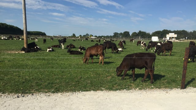 Introducing Grange's dairy calf-to-beef herd