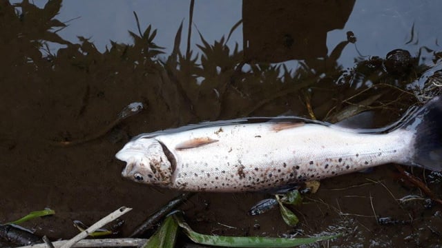 Warm weather and fish kills trigger summer water pollution warning