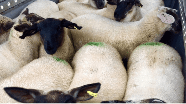 Sheep trade: Spring lamb quotes slashed further