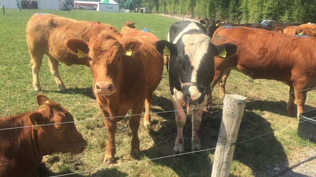 Should I buy in or breed my own replacements?
