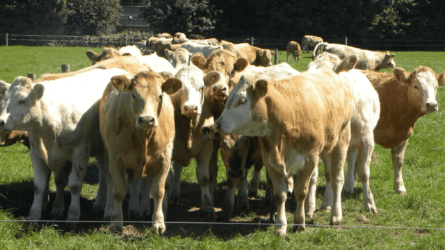 5 reasons why every beef farmer should attend BEEF 2018