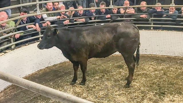 8,000-head Kazakhstan heifer contract lost to Australian-based exporters