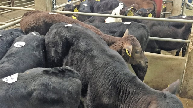 Pics and prices: Angus calves dominate Cahir trading