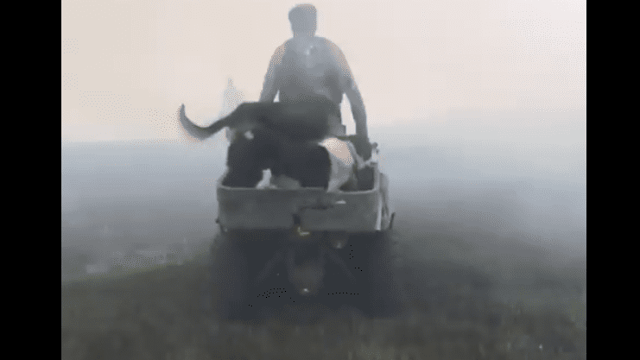 Video: Farmers race to save sheep from searing flames