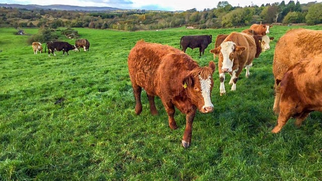 'The more grass I grow, the more profit I make'