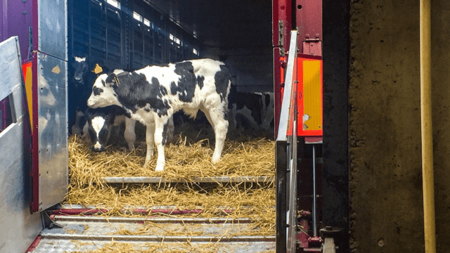 Calf exports increase by over 34,000 head on 2017 levels