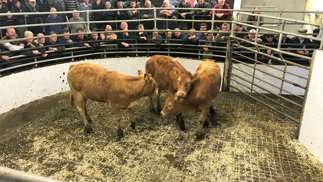 Mart trade: Lighter cattle take a hit, but quality lots hold firm