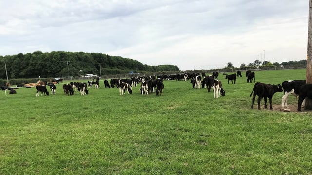 Dairy calf-to-beef: How much money can be saved by hitting targets?