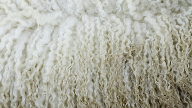 Wool prices expected to remain competitive as demand is 'set to grow'