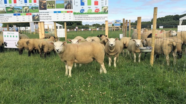 INZAC flock: New Zealand lambs reach slaughter weights earlier