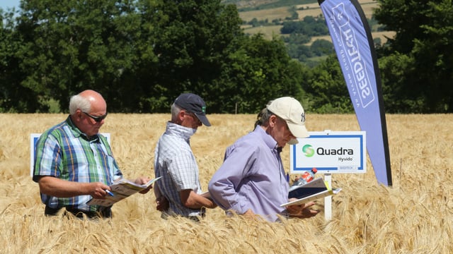 3 spring barley varieties coming from Seedtech