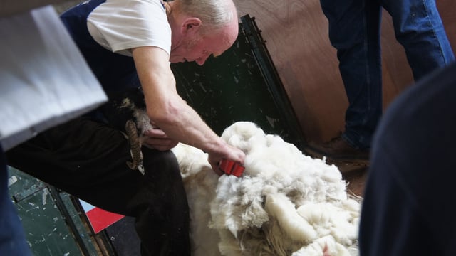 British Wool reaffirms stakeholder commitment to auction