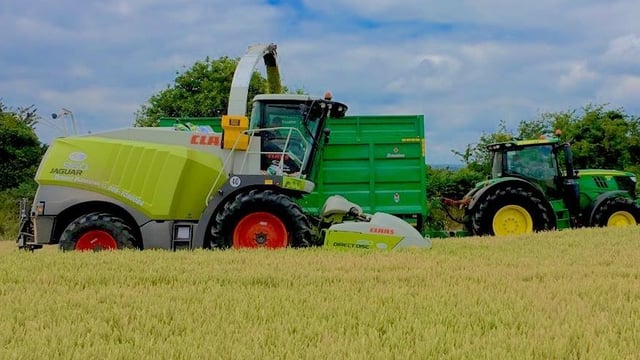When to cut wholecrop silage?