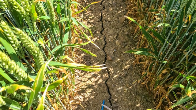 Drought: EU summer crop-yield outlook further reduced