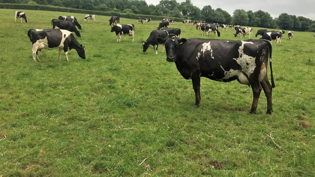 Dairy focus: Silage and meal in, as drought takes hold in Co. Laois