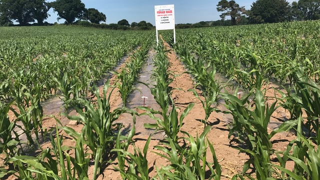 Meeting the nutritional needs of a growing maize crop