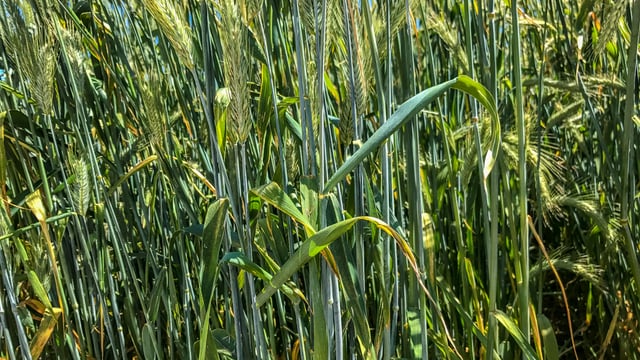 Ukraine government bans exports of grains