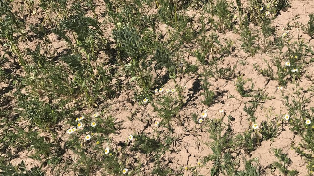 'We're going to be looking at a lot of 2t/ac crops'