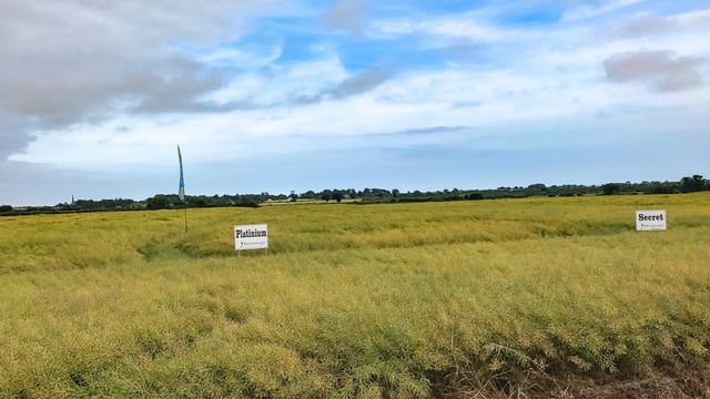 Clearfield to take up some of this season's oilseed rape seed