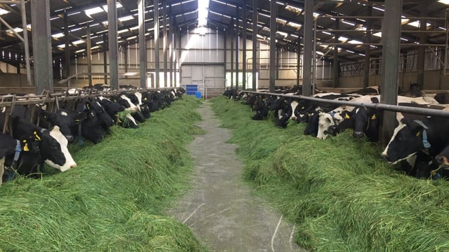 Cash balances and merchant credit bear the brunt of extra feed purchases