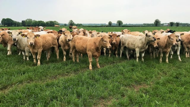 €uro-Star Indexes: How do I apply them to my herd?