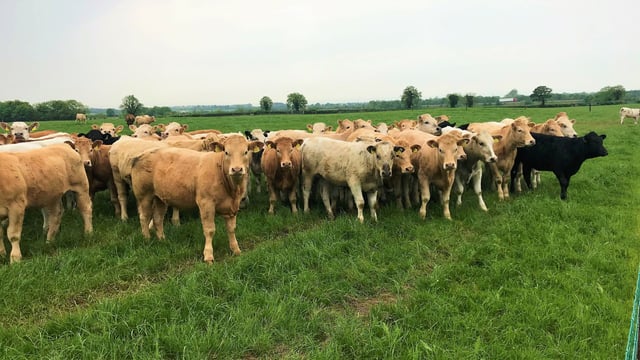 Young beef farmers wanted for YBFSP