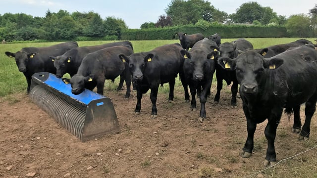 Beef focus: 'No matter how good a cow is, she's a bad cow if she fails to go in calf'