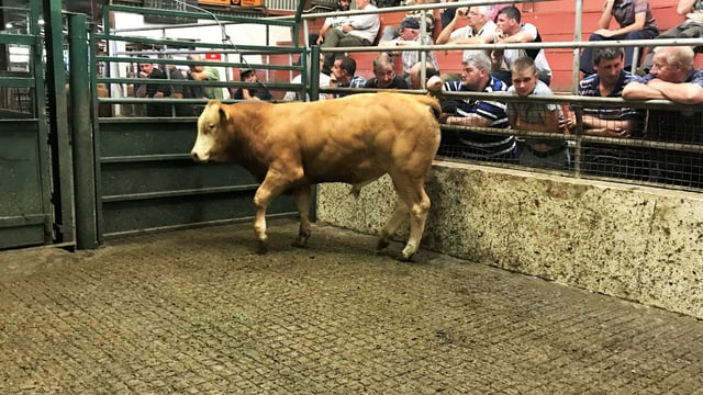 Pics and prices: Exporters drive the trade at Mountrath Mart's E and U-grade sale