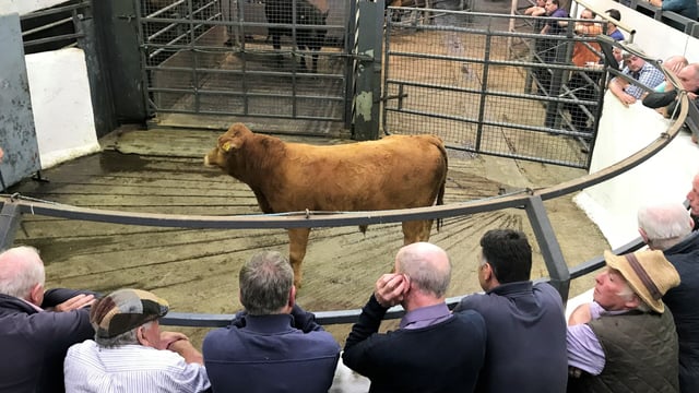 Pics and prices: Bulls popular, but heifers harder sold at Carnaross Mart