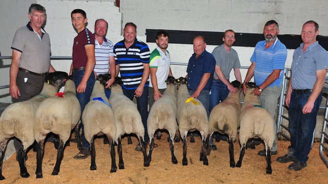 Focus on Suffolk Cheviot crossbreeding in Tullow