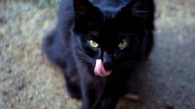 13 farming superstitions for Friday the 13th