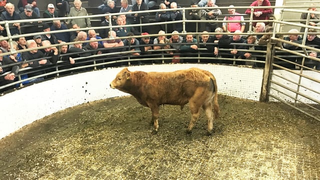 Cattle marts: Drought conditions still affecting mart trading