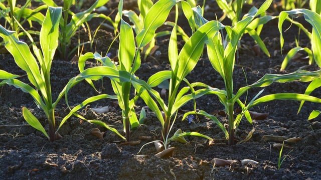 Grain price: EU maize imports increased by almost 40%