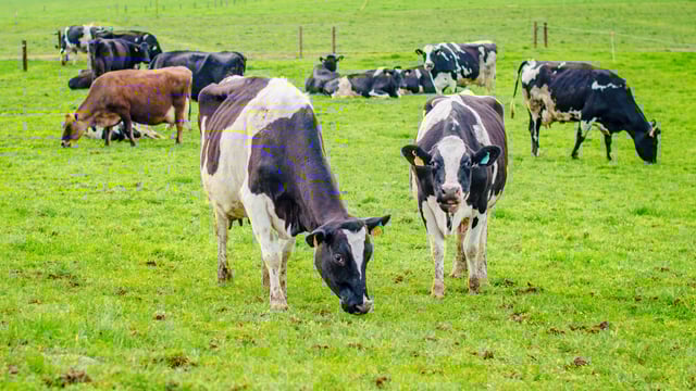 'The Green Deal ain't going away' - Minister Eamon Ryan