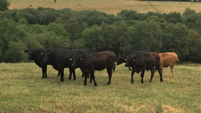 Market symptoms of 'severe' EU-wide drought begin to dawn