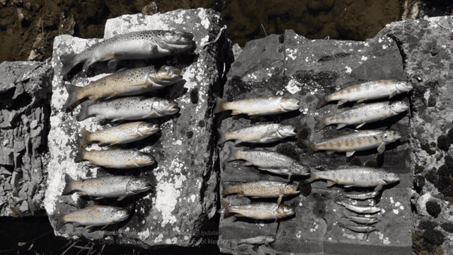 Nearly 15,000 fish killed in Tipperary river