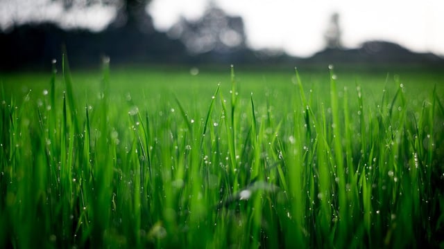 Good growing weather forecast over the weekend