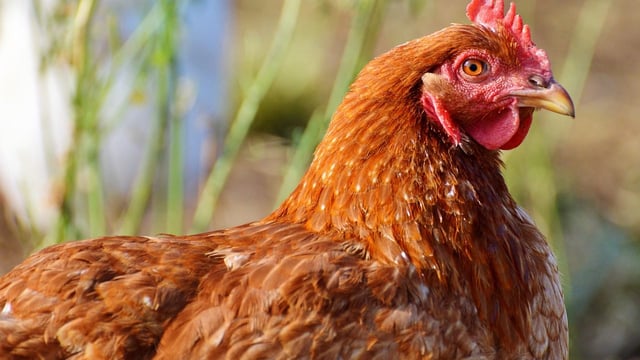 Newcastle Disease confirmed in Belgium: What you need to know
