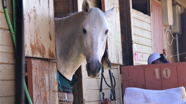 Equine owners transiting horses from GB to NI 'saddled' with extra costs - MP