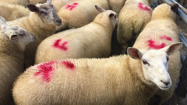 Strong supplies hamper spring lamb price increases
