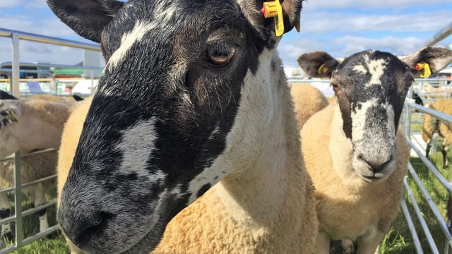 'Will EID give us a higher price for our lambs?'