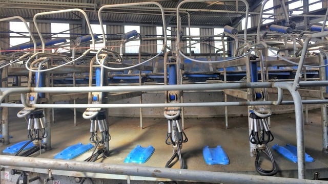 Parlour choices: Dairy farmer shares experiences of rotary and herringbone units